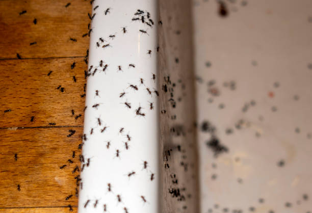 Best Wasp Removal Services  in New City, NY