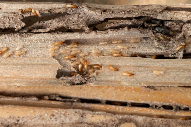 Best Termite Control Services  in New City, NY